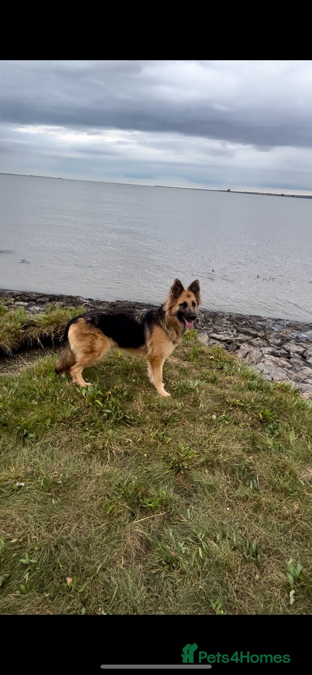 German Shepherd dogs for sale: Beautiful German shepherd bitch - Image 1