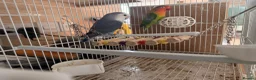 Lovebirds birds for sale: Pair of Lovebirds  - Advert 2