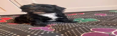 Maltipoo 2