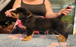 Rottweiler dogs for sale: Superb litter of dual purpose Rottweiler puppies. - Image 22