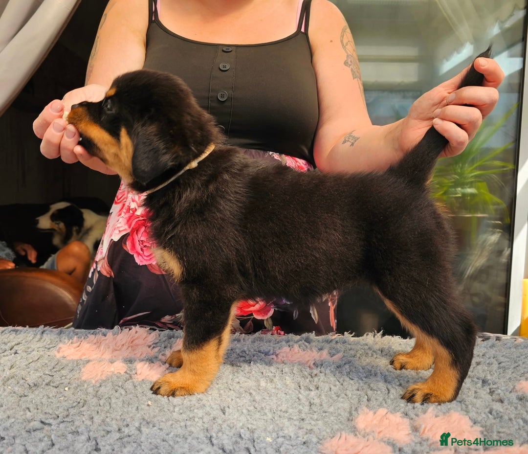Rottweiler dogs for sale: Superb litter of dual purpose Rottweiler puppies. - Image 22