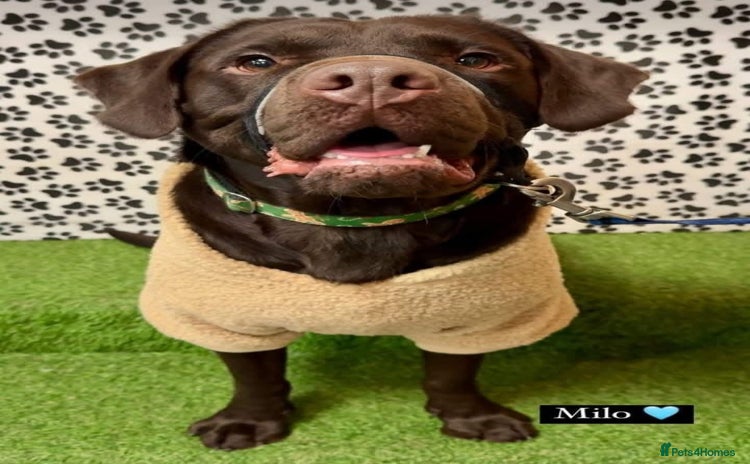 Mixed Breed dogs - Advert 1