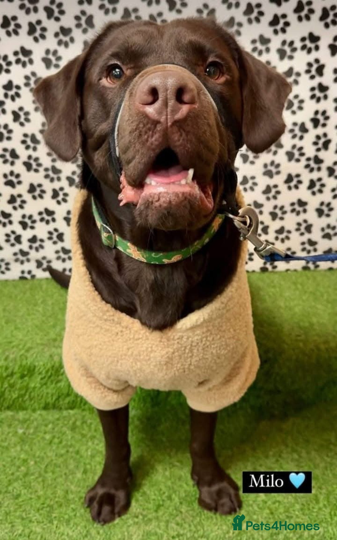Mixed Breed dogs for sale: Lab cross collie  - Image 1