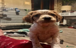 Brittany Spaniel dogs for sale: Brittany puppies for sale  - Image 11