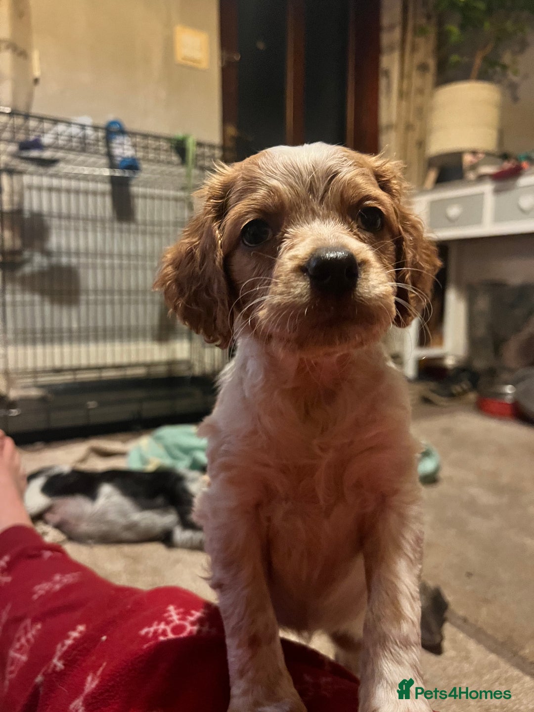 Brittany Spaniel dogs for sale: Brittany puppies for sale  - Image 11