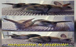 Mixed Breed rabbits for sale: Super cute rex x lop bunnies - Image 7