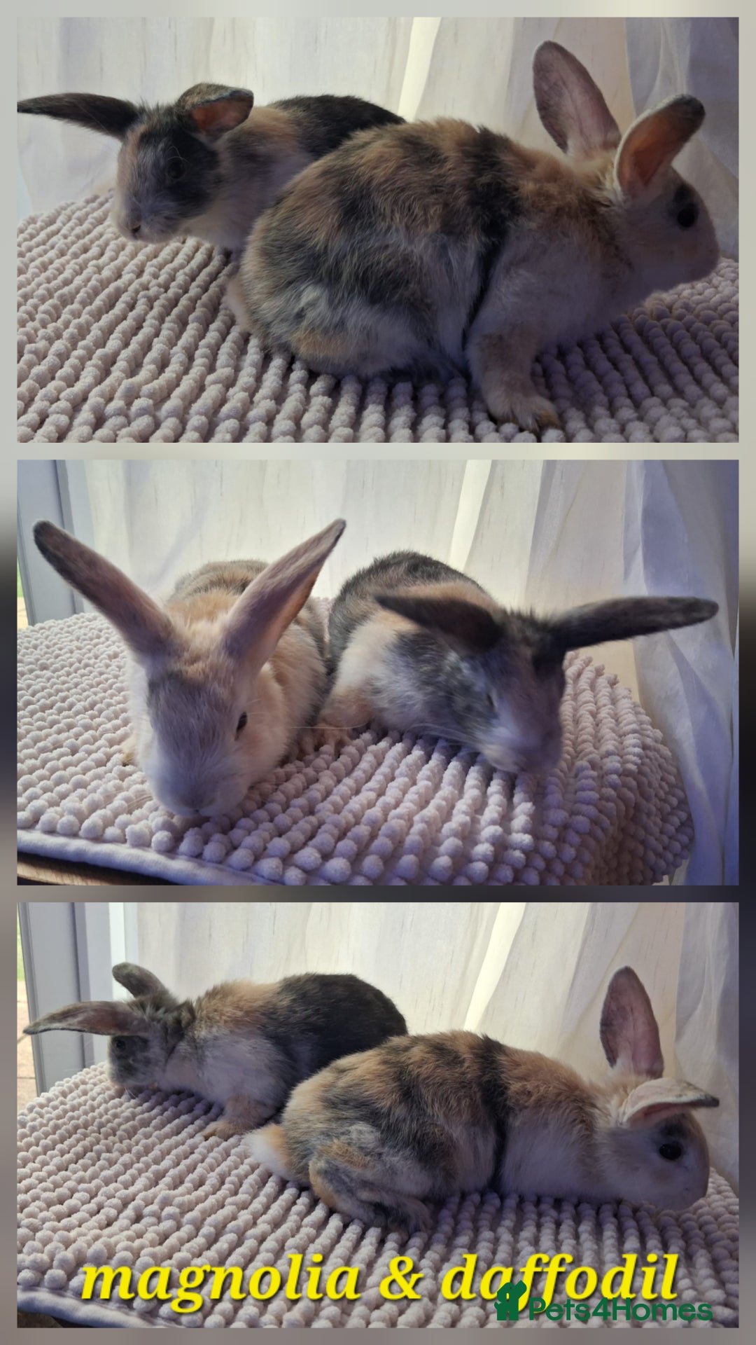 Mixed Breed rabbits for sale: Super cute rex x lop bunnies - Image 7