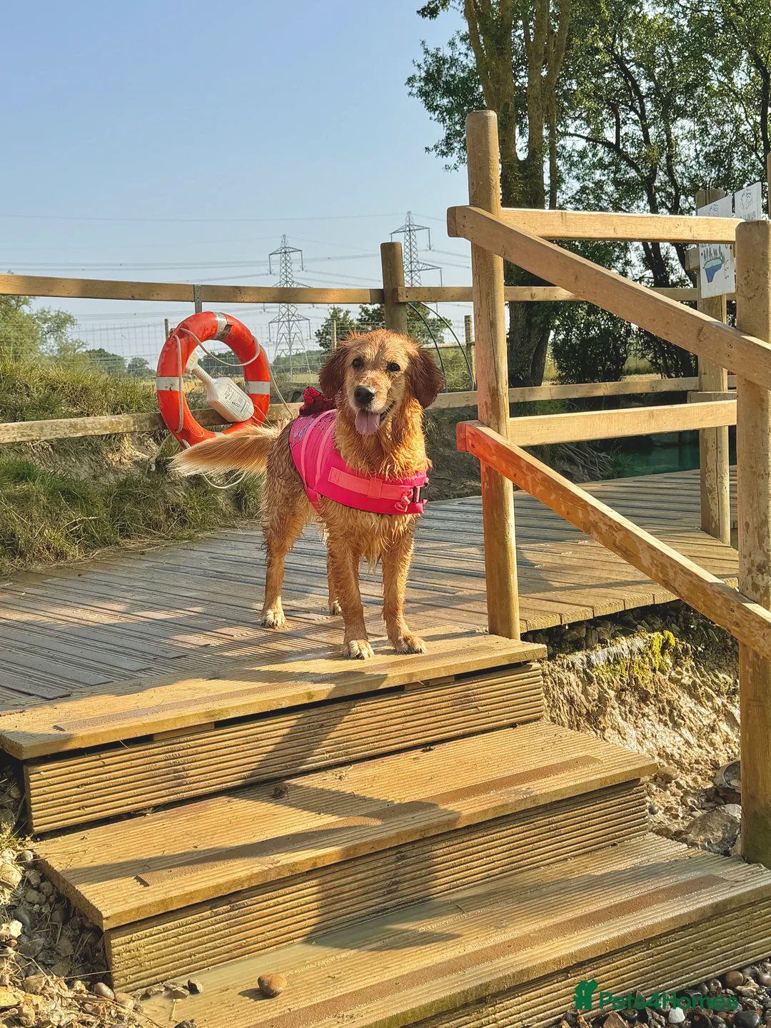 Golden Retriever dogs for sale: 🤍🧸 all puppies now found their forever homes 🏡 - Advert 4