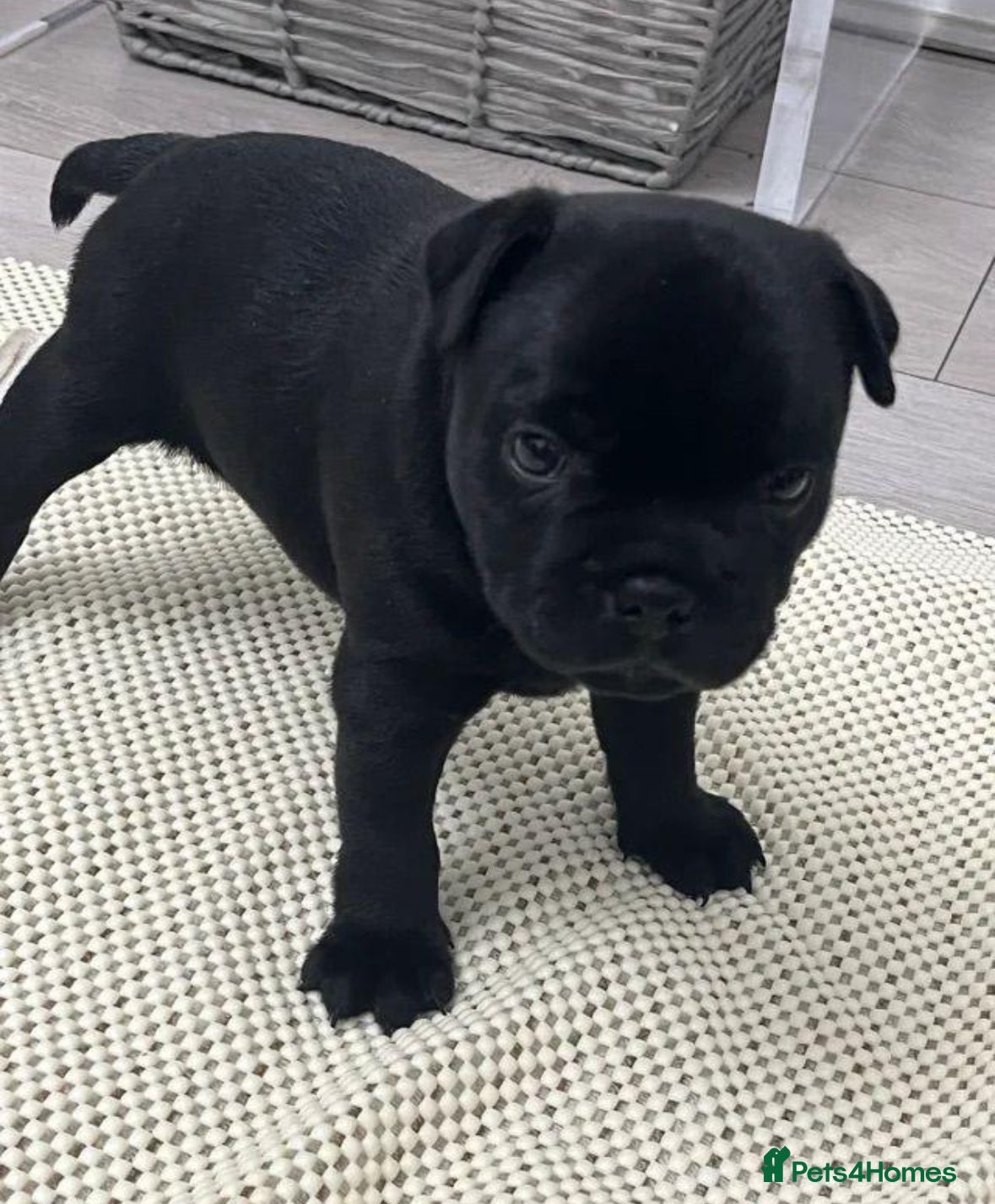 Staffordshire Bull Terrier dogs Solid black Kc staffy pups. Best in the country!  - Advert 6