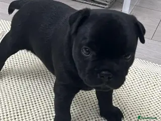 Staffordshire Bull Terrier dogs Solid black Kc staffy pups. Best in the country! - Advert 6