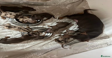 Dachshund dogs - Advert 15