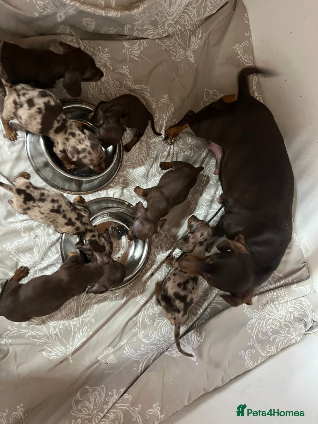 Dachshund dogs for sale: DACHSHUND PUPPIES  - Image 3