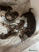 Dachshund dogs - Advert 5