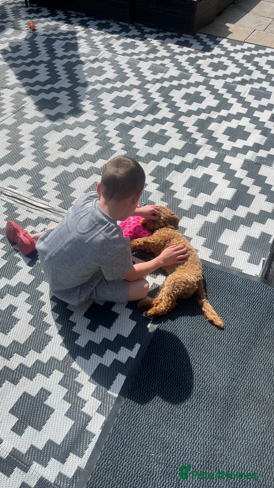 Toy Poodle dogs for sale: Red toy poddle 5months old in Gravesend - Advert 2