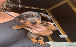 Miniature Dachshund dogs for sale: Beautiful miniature dachshund puppies - Image 33