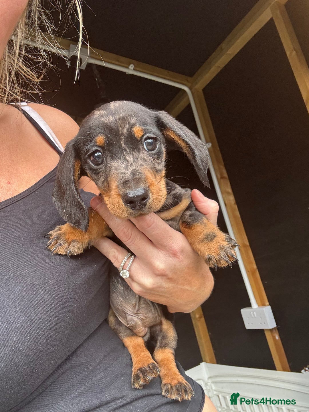 Miniature Dachshund dogs for sale: Beautiful miniature dachshund puppies - Image 33