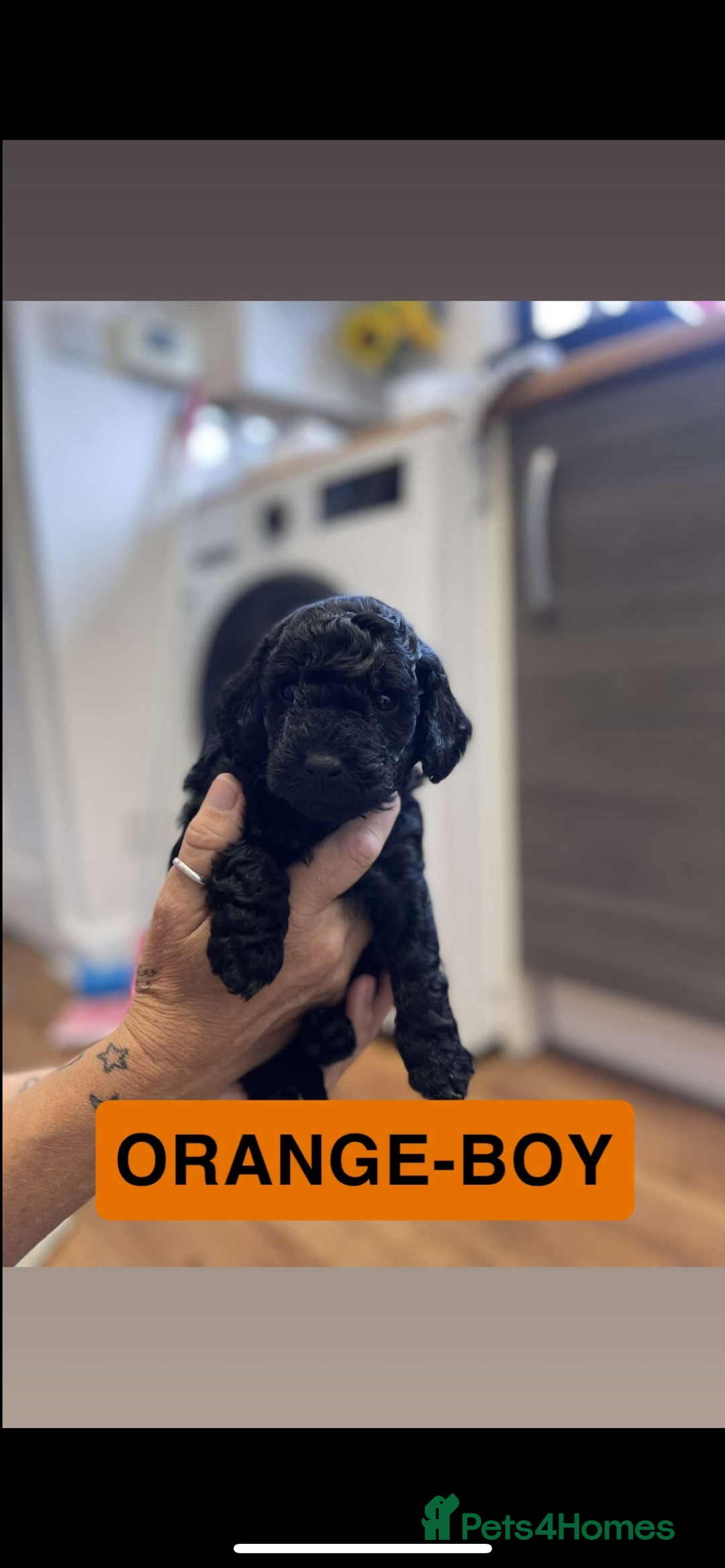 Cockapoo dogs for sale: 🐶ADORABLE F1B COCKAPOOS🐶  - Image 7
