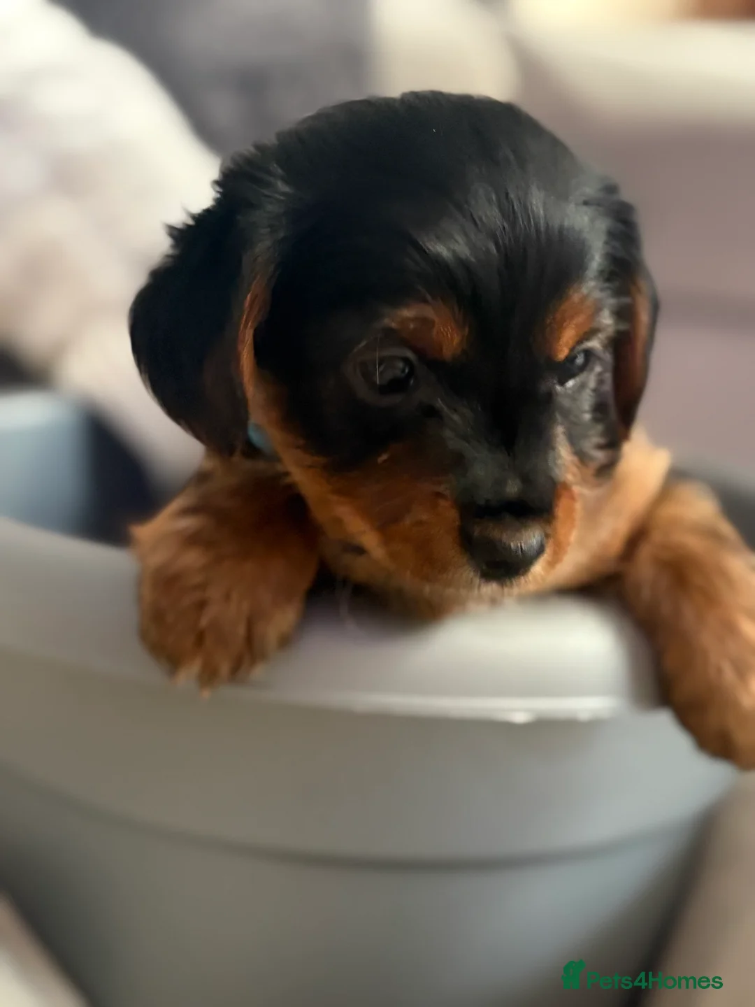 Yorkshire Terrier dogs for sale: Beautiful Yorkie pups ready to leave now  - Advert 2