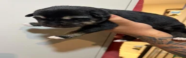 Shepsky 2