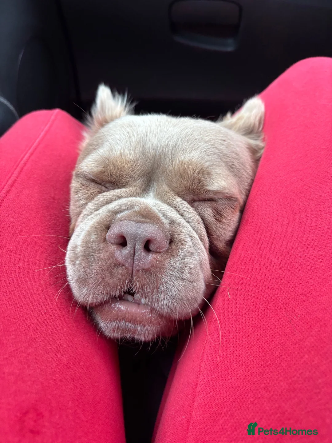 French Bulldog dogs for sale: Fluffy frenchie  - Advert 6