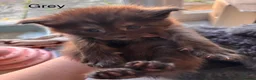 Maine Coon cats for sale: Council licensed TICA Maine Coon kittens - Advert 28