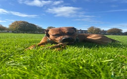 Mixed Breed dogs for sale: ❤️Loving Home Wanted for our Beloved Diego❤️ - Image 4