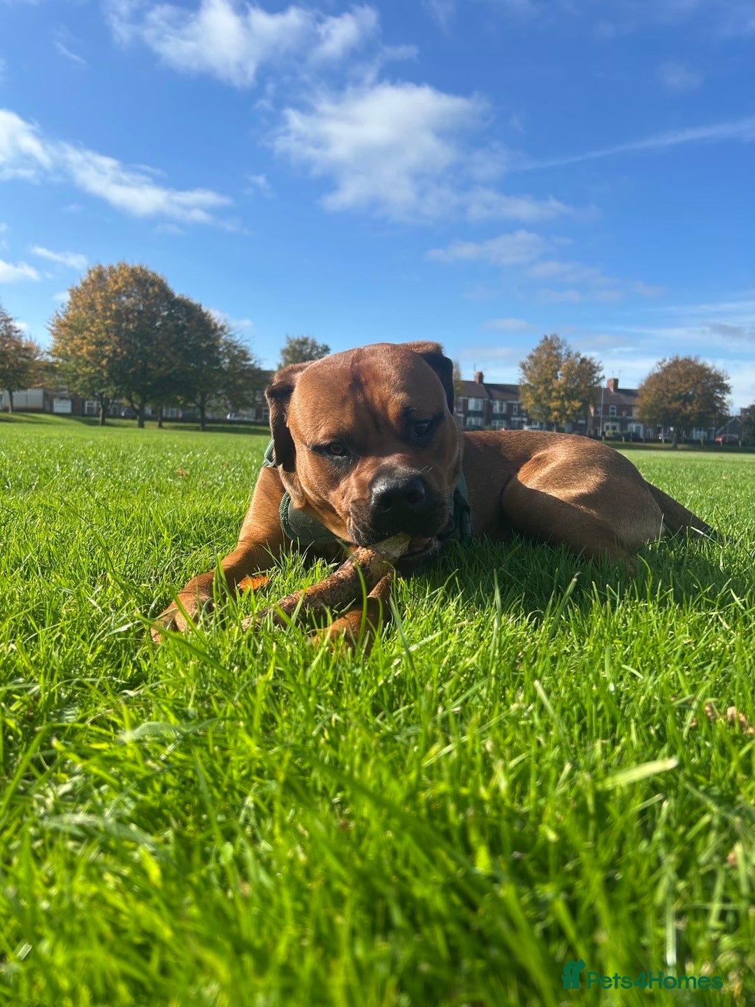 Mixed Breed dogs for sale: ❤️Loving Home Wanted for our Beloved Diego❤️ - Image 4