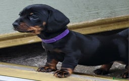 Miniature Dachshund dogs for sale: 4 female smooth haired miniature dachshunds  - Image 1