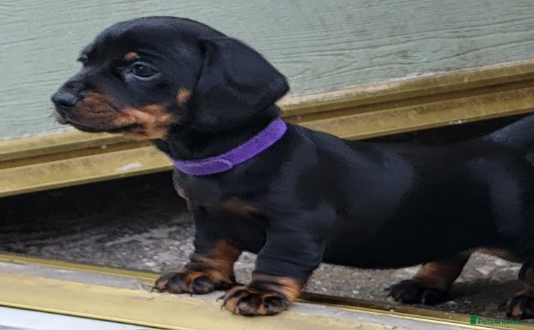 Miniature Dachshund dogs - Advert 12