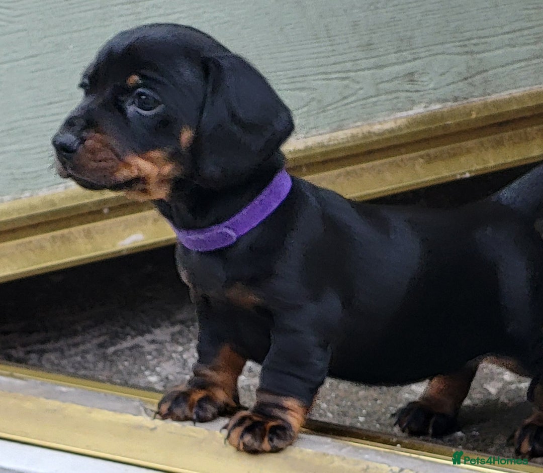 Miniature Dachshund dogs for sale: 4 female smooth haired miniature dachshunds  - Image 1