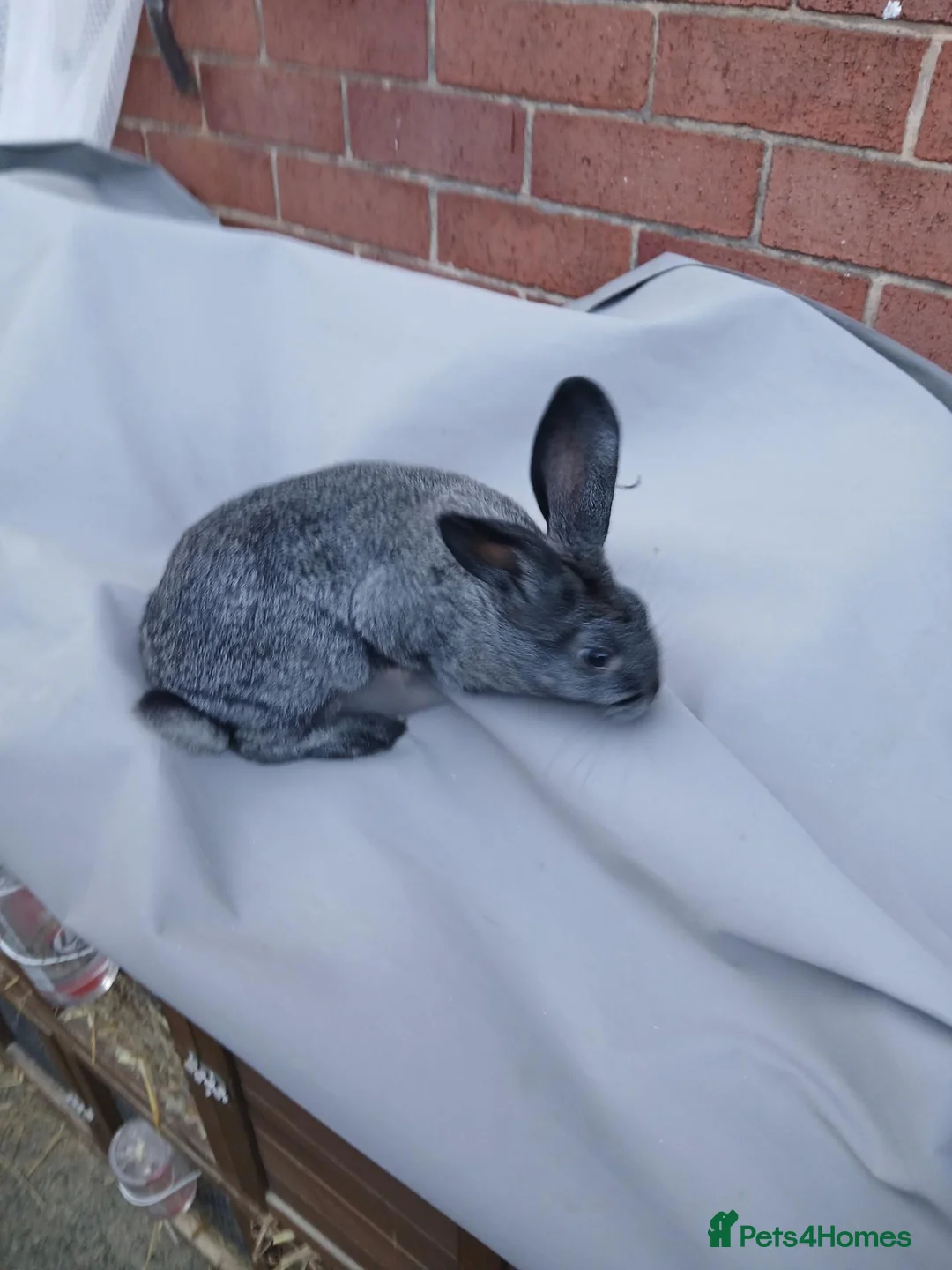 Mixed Breed rabbits for sale: Baby bunnies Dutch cross lop  - Advert 2