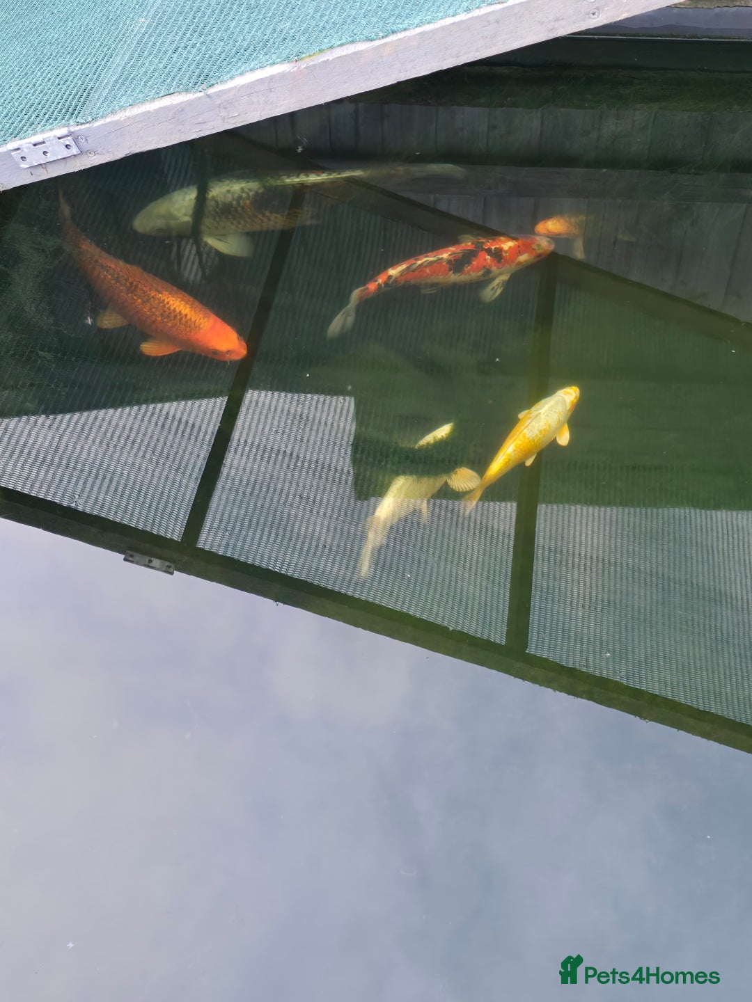 Koi Carp fish for sale: 7 x Koi Carp - Advert 2