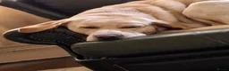 Labrador Retriever dogs for stud: Labrador Leo  - Advert 3