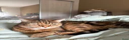 Mixed Breed cats for sale: Bengal mix sisters  in Harrogate - Advert 5