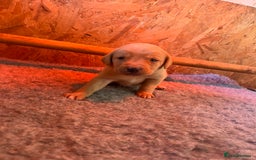 Labrador Retriever dogs for sale: Pedigree KC Reg Labrador puppies - Image 5