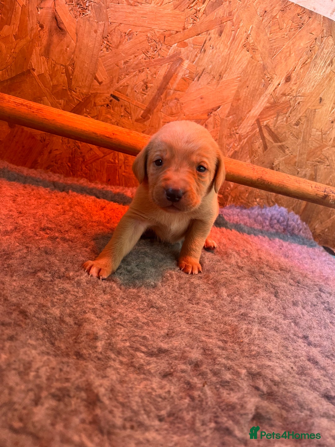Labrador Retriever dogs for sale: Pedigree KC Reg Labrador puppies - Image 5