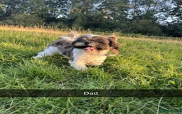 Mixed Breed dogs for sale: Jack Russell cross Shih Tzu puppies for sale  - Image 8