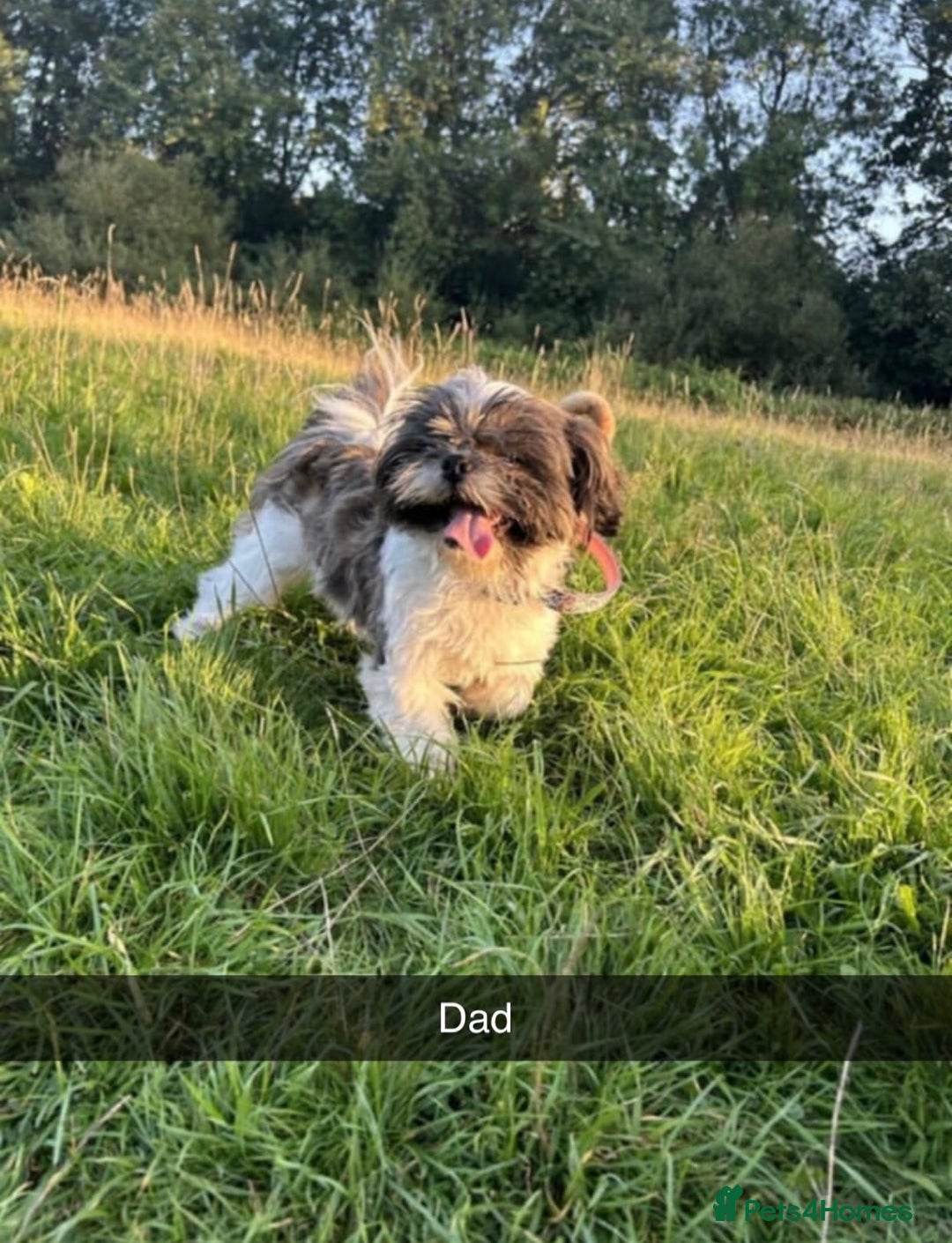 Mixed Breed dogs for sale: Jack Russell cross Shih Tzu puppies for sale  - Image 8