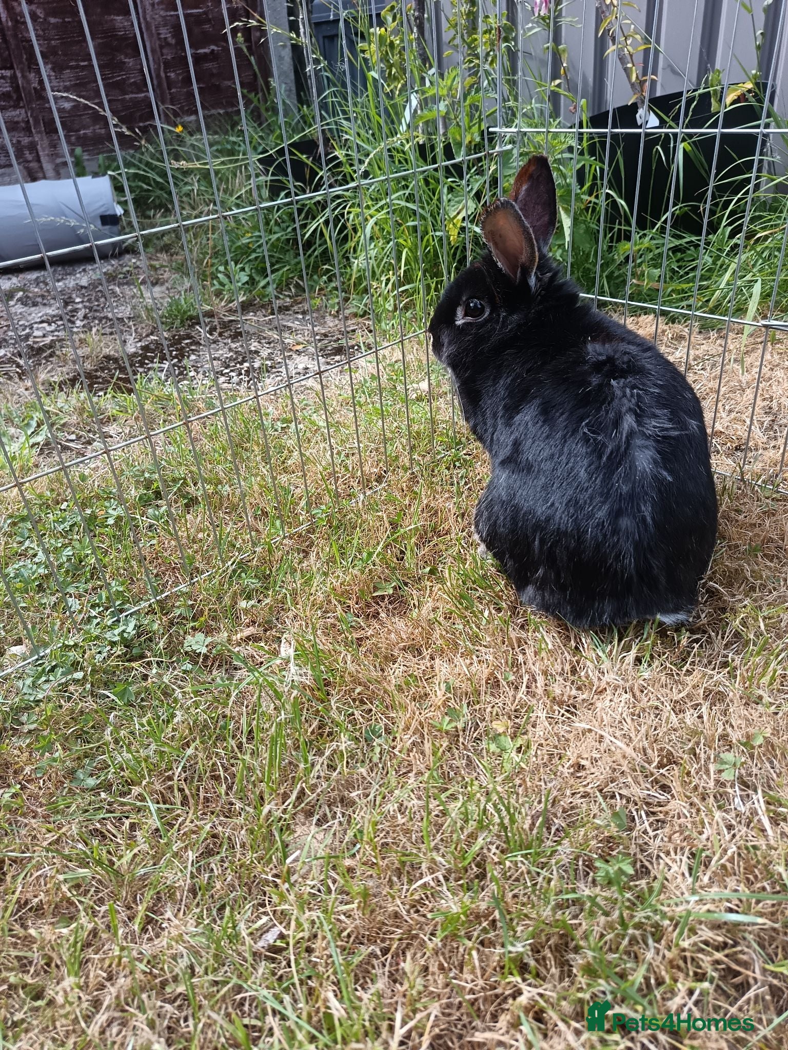 Mixed Breed rabbits Rabbits for rehome - Advert 1