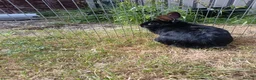 Mixed Breed rabbits for sale: Rabbits for rehome - Advert 1