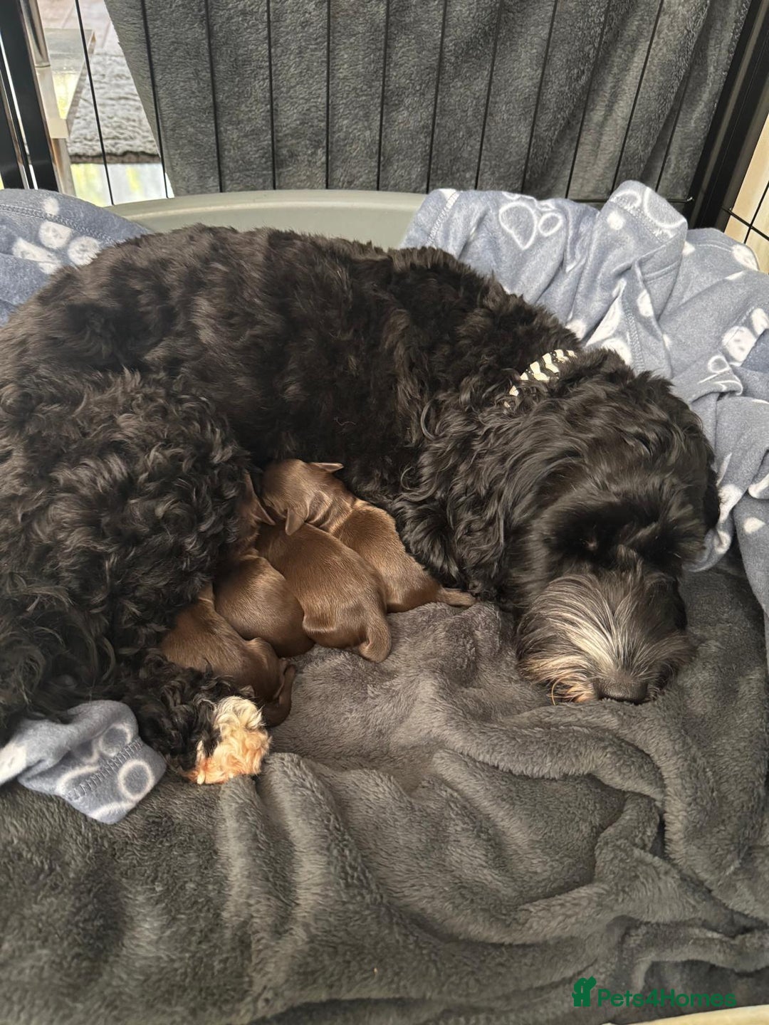 Cockapoo dogs for sale: 🍫🐶 F1b Chocolate Cockapoo Puppies🐶🍫  - Image 8