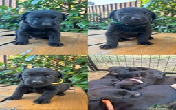 Labrador Retriever dogs for sale: 9 Beautiful Labrador Puppies For Sale  - Image 2