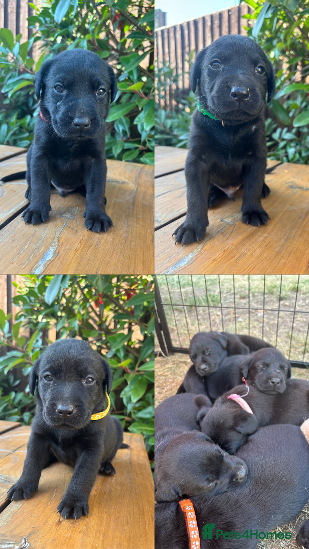 Labrador Retriever dogs for sale: 9 Beautiful Labrador Puppies For Sale  - Image 2