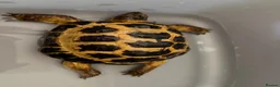 Tortoise reptiles for sale: Horsfield  in Barnoldswick - Advert 3