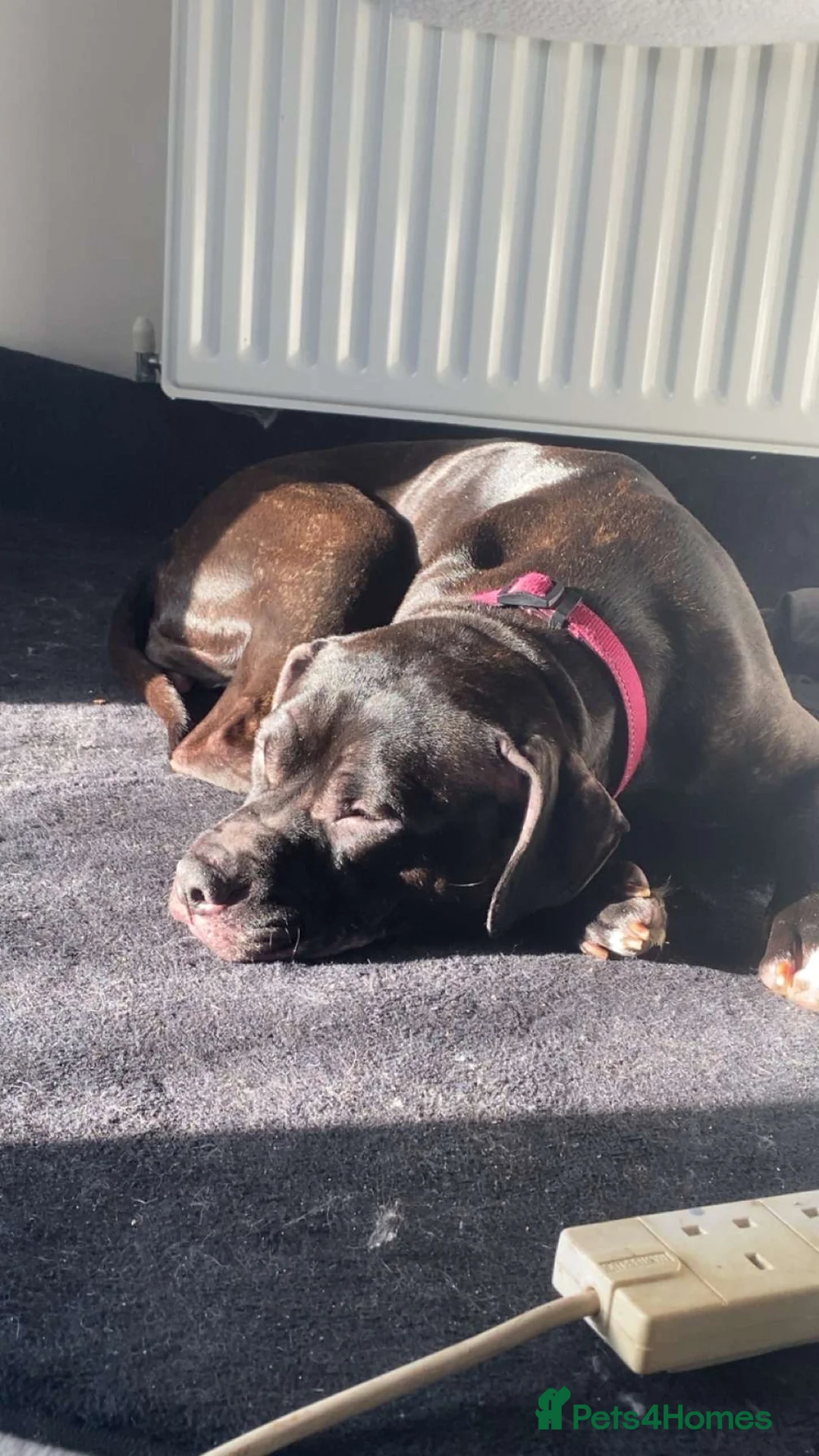 Mixed Breed dogs for sale: Female Staffy x Lab Lapdog - Advert 1