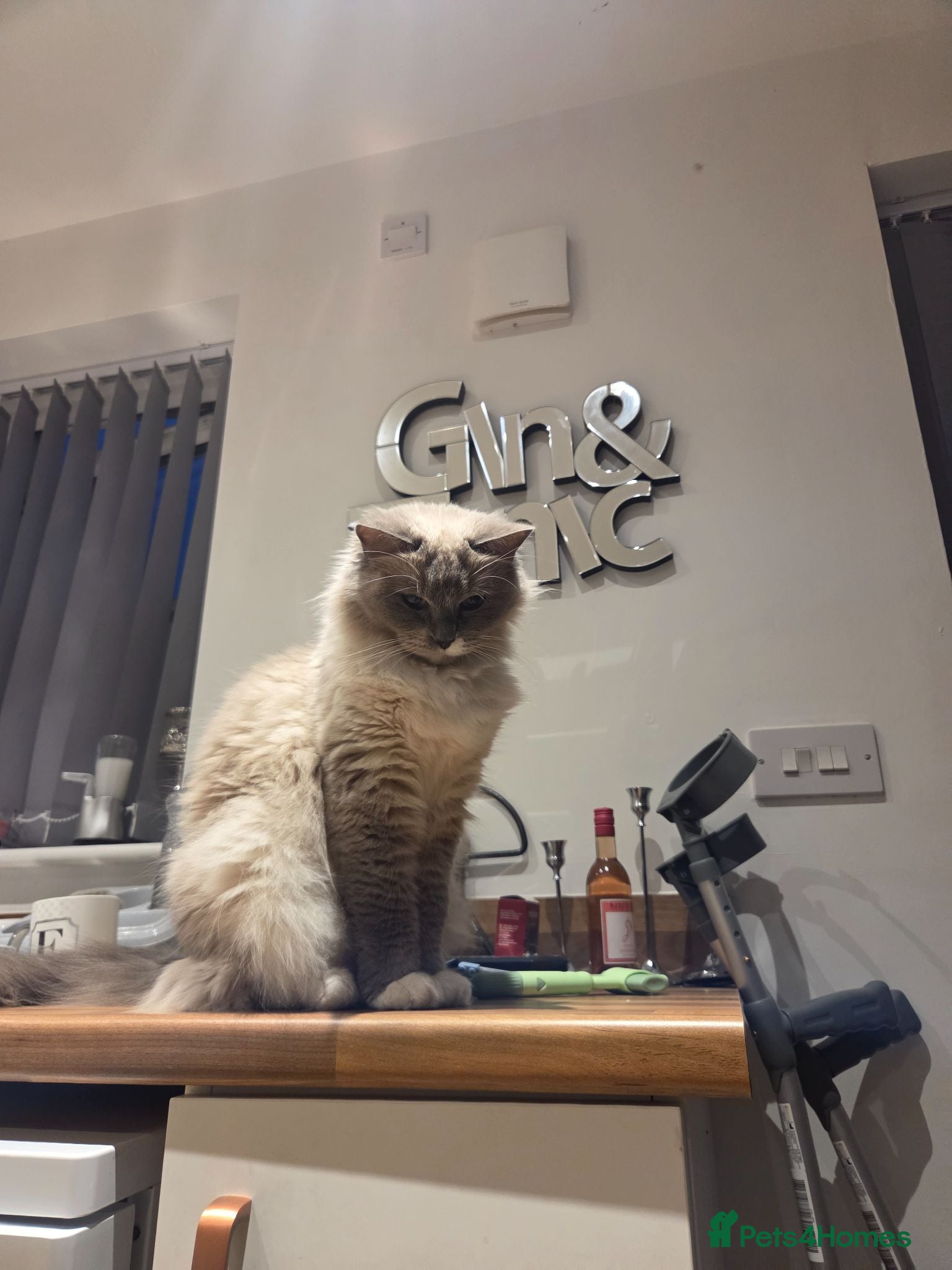 Ragdoll cats Absolutly stunning ragdoll girls - Advert 1