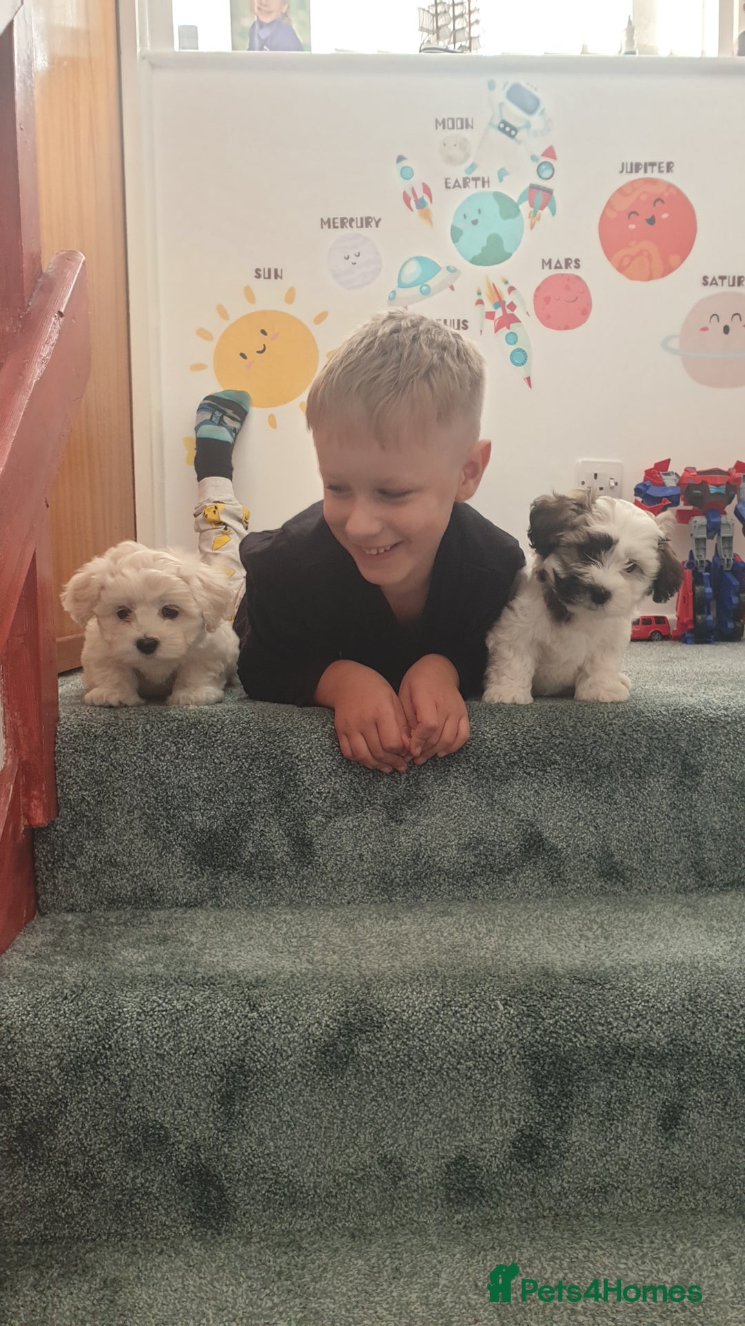 Bichon Frise dogs for sale: Bishon poppy's available  - Image 4