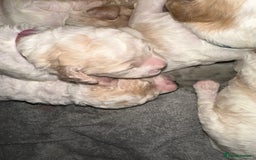 Cavapoochon dogs for sale: Cavapoochon! Our December Reindeer Litter!  - Image 10