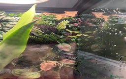 Gecko reptiles for sale: 2 baby crested geckos - Image 8