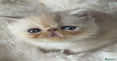 Exotic cats - Advert 10